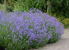 org:/gardening tips/Snoeiadvies/Individuele_pagina/Lavendel.jpg